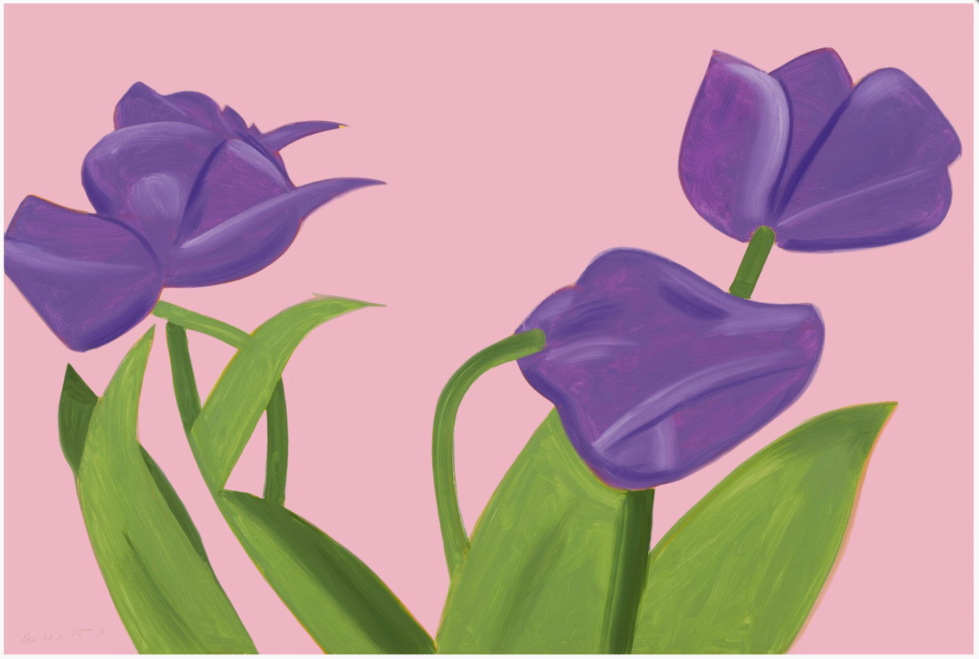 Purple Tulips 1 -Steve